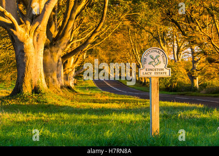 Wimborne, Dorset, UK. Nov 7, 2016. Météo britannique. La fin de l'après-midi soleil automne doré illumine le lieu emblématique de hêtre sur la B3082 Blandford Road à Badbury Rings près de Kingston Lacy à Wimborne dans le Dorset. L'avenue d'arbres est mis à jour par le National Trust, mais est progressivement remplacé par une nouvelle avenue d'arbres plus loin du bord de la route en raison de l'âge des arbres qui les rend fragiles et dangereux. L'image a été prise à partir d'un droit de passage public. Credit : Graham Hunt/Alamy Live News Banque D'Images