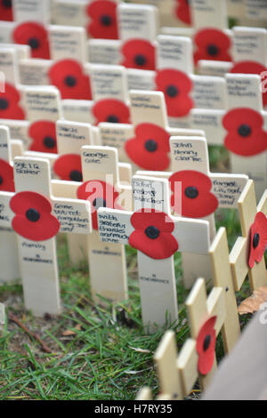 L'Abbaye de Westminster, Londres, Royaume-Uni. 8e novembre 2016. Les croix sont installés dans le domaine du Souvenir, l'abbaye de Westminster Banque D'Images