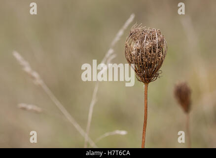 Le Queen Anne's lace détient ses graines dans umbela woody nid. Les herbes du verger remplir l'arrière-plan. Banque D'Images