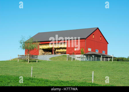 Fraîchement peint avec grange amish séchage du tabac au soleil ; Lititz, Pennsylvania, United States of America Banque D'Images