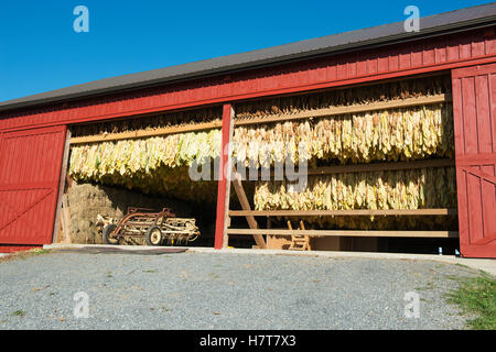 Fraîchement peint avec grange amish séchage du tabac au soleil ; Lititz, Pennsylvania, United States of America Banque D'Images