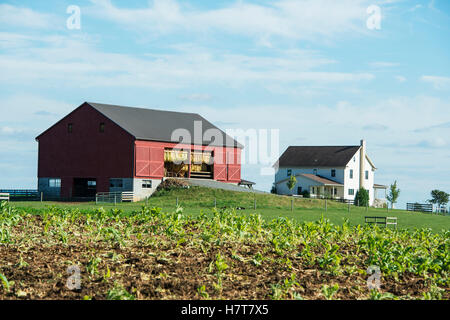 Fraîchement peint avec grange amish séchage du tabac au soleil ; Lititz, Pennsylvania, United States of America Banque D'Images