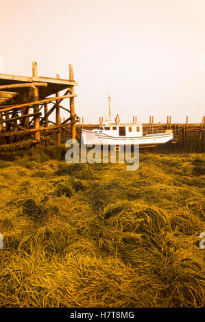 Bateau blanc au quai à marée basse ; l'île Brier, Nova Scotia, Canada Banque D'Images