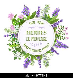 Les herbes de Provence. Le thym, la sarriette, le Romarin Illustration de Vecteur