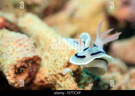 Le magnifique Loch Slug (Chromodoris Lochi) nudibranche. Mansuar, Raja Ampat, Indonésie Banque D'Images