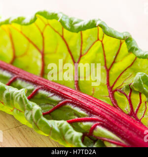 Image de carrés de feuilles de bette à carde rouge et verte, selective focus sur une planche à découper en bois. Tourné en lumière fenêtre prix pour les textes. Banque D'Images