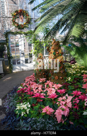 Plantes tropicales disposés dans un affichage à Noël Allan Gardens à Toronto, une serre appartenant à des municipalités et d'hiver. Banque D'Images