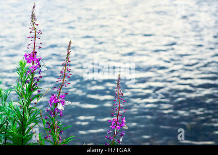 Fleurs violettes et papillons blancs sur fond de l'eau de la rivière. Paysage de rivière avec des fleurs. Terres de la rivière idyllique d'été Banque D'Images