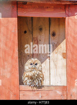 Owl est assis dans son nichoir rouge Banque D'Images