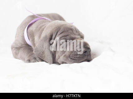 Chiot de race Dogue Allemand gris sur blanc couchage Banque D'Images