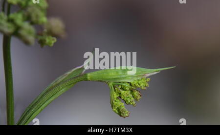 Les fleurs non ouvertes de la salade Burnett (Pimpinella saxifraga). Banque D'Images