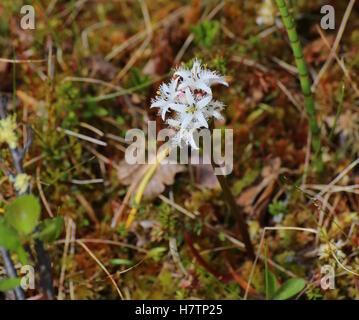 La floraison des plantes buckbean dans une tourbière (Menyanthes trifoliata). Banque D'Images