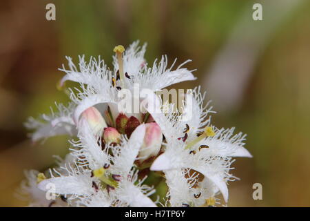 Fleur de macro de buckbean (Menyanthes trifoliata). Banque D'Images