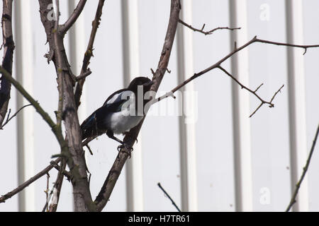 Les jeunes pie commune (Pica pica) sittinh dans un arbre. Banque D'Images