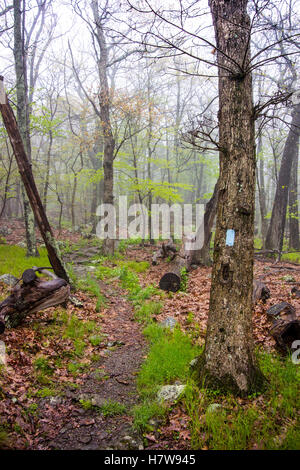 Blazing bleu à Shenandoah sur un sentier de randonnée sur une journée de printemps brumeux Banque D'Images