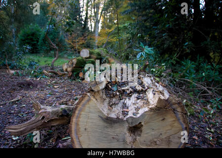 Tronc d'arbre abattu, fin sur Banque D'Images