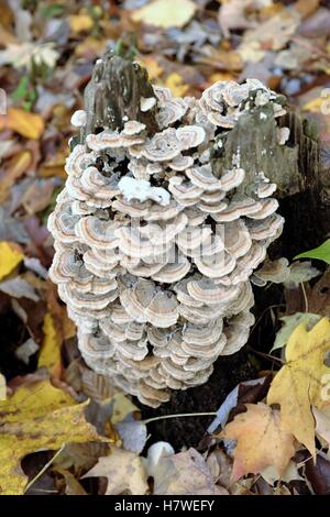 Champignons poussant sur une souche d'arbre dans les Metroparks de Cleveland entourés de feuilles d'automne. Banque D'Images