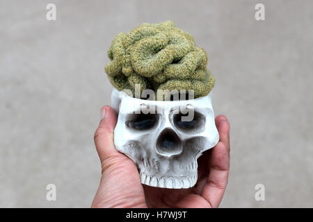 Close up de Mammillaria elongata cristata ou connu sous le nom de Cactus du cerveau Banque D'Images
