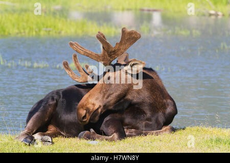 Mature captive bull orignal avec bois en velours dort à la Alaska Wildlife Conservation Centre de Portage, l'intérieur de l'Alaska en été. Banque D'Images