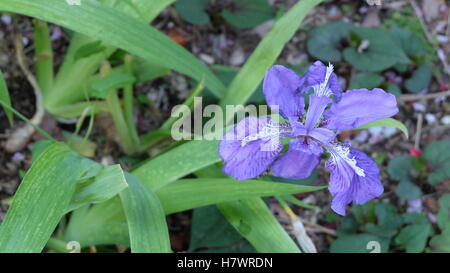 Pourpre simple Iris en pleine floraison Banque D'Images