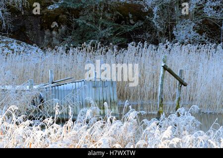 Ancienne jetée en hiver. Entouré de frosty roseaux. Banque D'Images