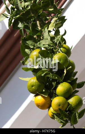 De nombreux citrons mandarines hanging on branche en une seule ligne. La partie du fruit n'est pas encore venu. Les agrumes Banque D'Images