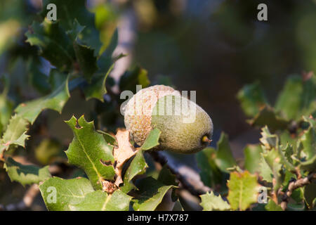 Evergreen indigènes mediterranean plant - chêne kermès Quercus coccifera . Acorn. Bush panaché de Chypre Banque D'Images