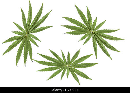 Usine de marijuana.Quatre plants de cannabis illustration isolé sur fond blanc. Banque D'Images
