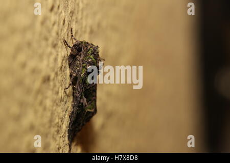 Arroches Moth (trachée atriplicis) assis sur le mur. Banque D'Images
