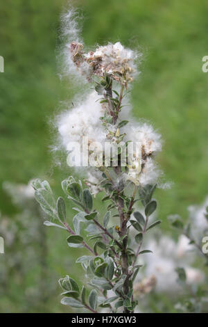 Saule rampant Salix repens ssp. Argentea avec des graines de couverture de fluff de Downy Banque D'Images