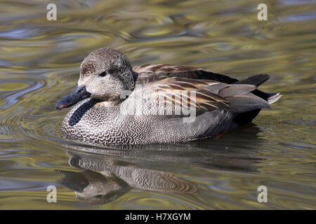 Canard chipeau Anas strepera mâle à Martin simple WWT, Lancashire UK Banque D'Images