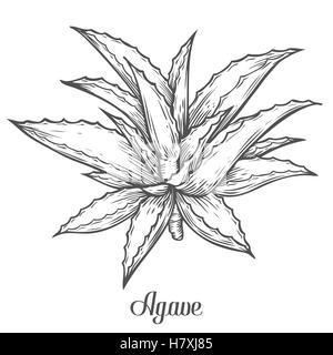 Agave bleu Cactus plante. vector hand drawn illustration sur fond blanc. Ingrédient pour la médecine traditionnelle, le traitement, la DBO Illustration de Vecteur