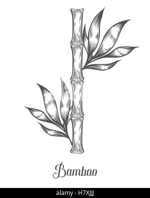 Branches de feuilles de bambou et vecteur illustration dessiné à la main. Bambou noir sur fond blanc. Leur gravure. Usine d'Asie Illustration de Vecteur