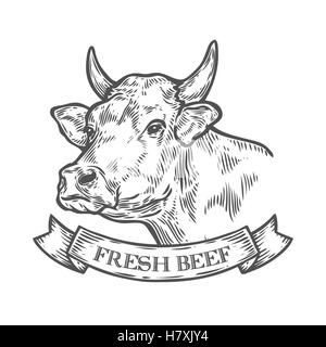 Tête de vache, viande fraîche viande biologique. Croquis dessinés à la main, dans un style graphique. Vintage vector illustration gravure avec ruban pour p Illustration de Vecteur