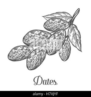 Les dates. Hand drawn vector illustration de dattes séchées (Ramadan Iftar) alimentation alimentation biologique date palm sur fond blanc. Illustration de Vecteur