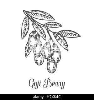 Le Goji Berry, des fruits, des feuilles, de la direction générale de l'usine. Superfood asiatique bio berry. Hand drawn vector illustration gravée de croquis. Le Goji noir Illustration de Vecteur