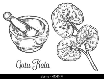 Gotu kola plante avec mortier et pilon. Black isolé sur fond blanc. La nature organique des herbes médicinales. Gravé à la main s Illustration de Vecteur