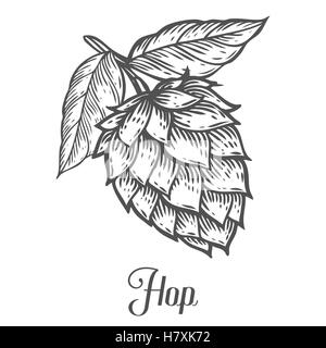 Hop bio plante qui est utilisé dans la brasserie de la bière. Pour les étiquettes et l'emballage. Vector illustration gravée. Hand drawn Illustration de Vecteur