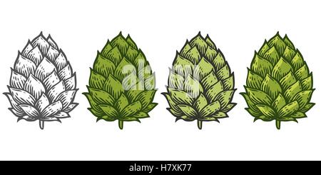 Hop set green bio plante qui est utilisé dans la brasserie de la bière. Pour les étiquettes et l'emballage. Vector illustration gravée. H Illustration de Vecteur