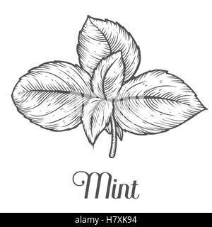 Menthe poivrée feuilles de menthe fraîche herb usine vector hand drawn illustration sur fond blanc. Ingrédient d'origine pour les cu Illustration de Vecteur