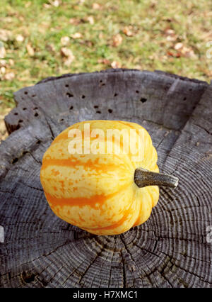 Courge jaune et orange sur un Festival de souche d'arbre, les feuilles d'automne et au-delà de l'herbe verte Banque D'Images