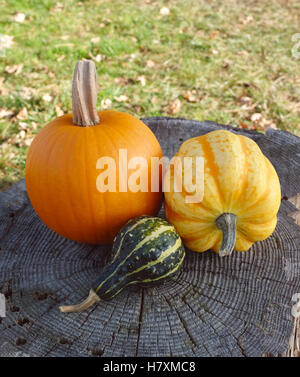 Citrouille orange, jaune et vert Festival squash gourd ornementales sur une souche d'arbre, l'herbe et les feuilles d'automne au-delà Banque D'Images