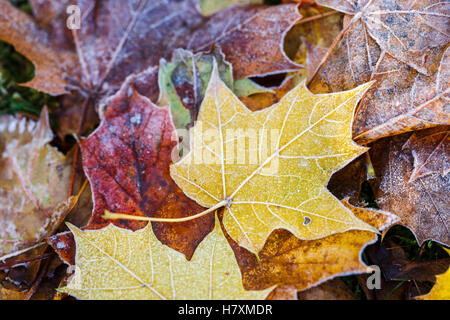 Fallen sycomore (Acer pseudoplatanus) feuilles avec une couche de gel la nuit glacée sur la pelouse d'un jardin anglais en automne Banque D'Images