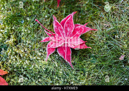 L'érable japonais rouge tombé (Acer palmatum) feuilles avec des cristaux de glace de givre sur une pelouse jardin anglais à la fin de l'automne / hiver Banque D'Images