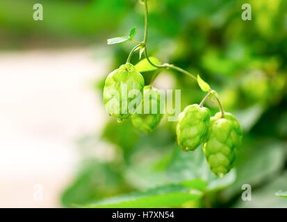 Plante grimpante vert le houblon, selective focus. Ingrédient pour la fabrication de la bière et de la levure Banque D'Images