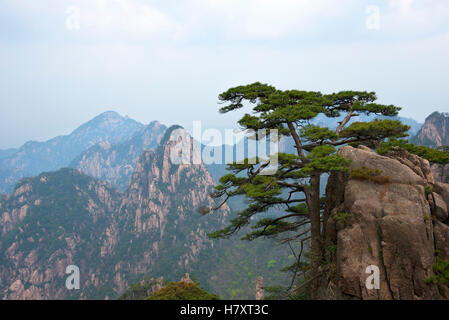 Pin solitaire sur les roches haut sur la vallée de Misty l'arrière-plan. La montagne jaune, la Chine. Banque D'Images