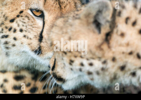 Cheetah (Acinonix jubatus) portrait, salut, Close up, Maasai Mara National Reserve, Kenya Banque D'Images