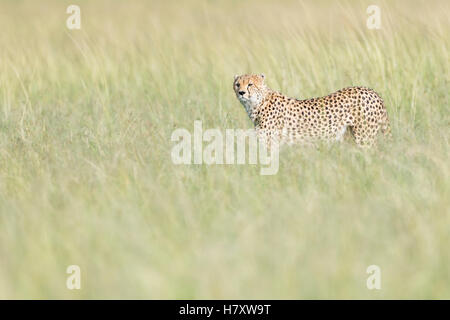 Cheetah (Acinonix jubatus) marche sur la savane dans l'herbe haute, Maasai Mara National Reserve, Kenya Banque D'Images