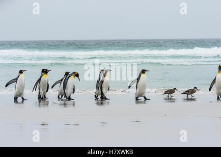 Le manchot royal (Aptenodytes patagonicus) et le bateau à vapeur de canards (Tachyeres) sur une plage humide ; Point de bénévolat, East Falkland, Îles Falkland Banque D'Images