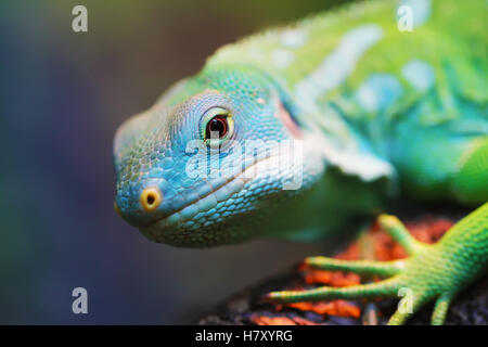 Lizard close up animal portrait photo Banque D'Images